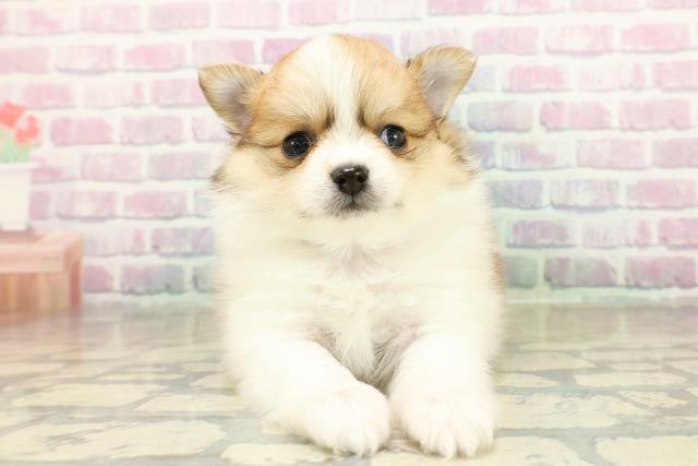 埼玉県のポメチワ/チワポメ/ポメチー(ポメラニアン×チワワ) (Coo&RIKU川口戸塚店/2025年11月12日生まれ/男の子/パーティーカラー)の子犬の1枚目の画像