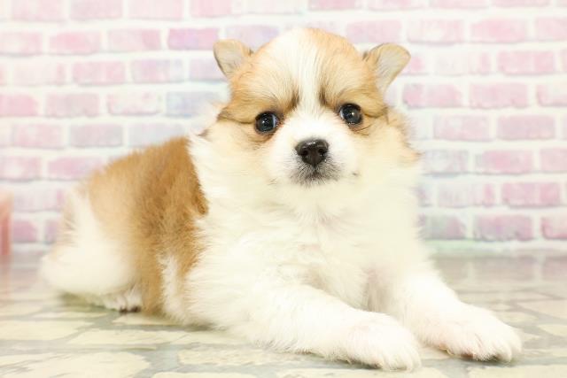 埼玉県のポメチワ/チワポメ/ポメチー(ポメラニアン×チワワ) (Coo&RIKU川口戸塚店/2025年11月12日生まれ/男の子/パーティーカラー)の子犬の3枚目の画像