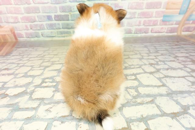 埼玉県のポメチワ/チワポメ/ポメチー(ポメラニアン×チワワ) (Coo&RIKU川口戸塚店/2025年11月12日生まれ/男の子/パーティーカラー)の子犬の4枚目の画像