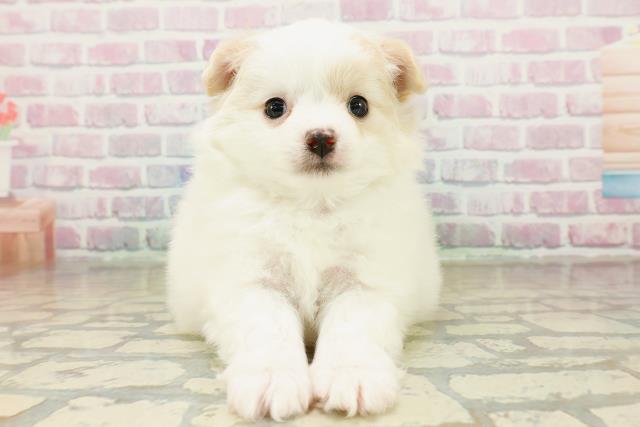 埼玉県のポメチワ/チワポメ/ポメチー(ポメラニアン×チワワ) (Coo&RIKU桶川店/2025年11月12日生まれ/男の子/パーティーカラー)の子犬の1枚目の画像