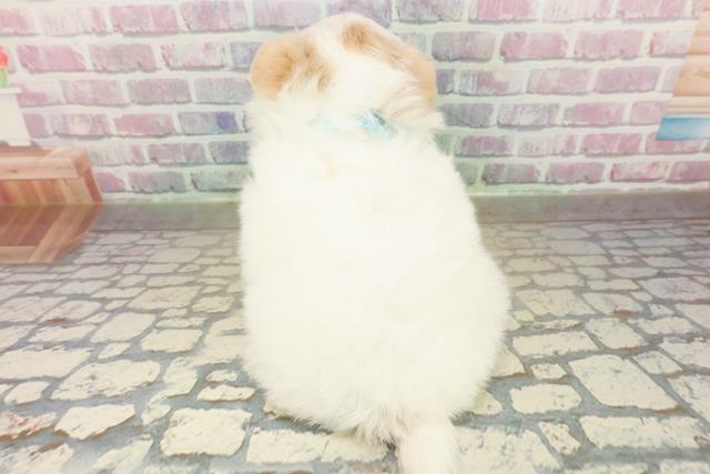 埼玉県のポメチワ/チワポメ/ポメチー(ポメラニアン×チワワ) (Coo&RIKU桶川店/2025年11月12日生まれ/男の子/パーティーカラー)の子犬の4枚目の画像