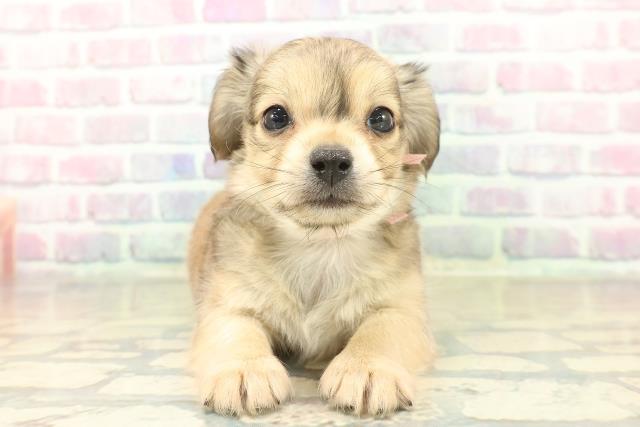 埼玉県のチワックス(チワワ×ダックス) (Coo&RIKU草加バイパス店/2025年11月14日生まれ/女の子/クリームセーブル)の子犬の1枚目の画像