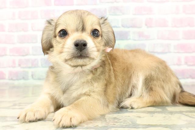 埼玉県のチワックス(チワワ×ダックス) (Coo&RIKU草加バイパス店/2025年11月14日生まれ/女の子/クリームセーブル)の子犬の2枚目の画像