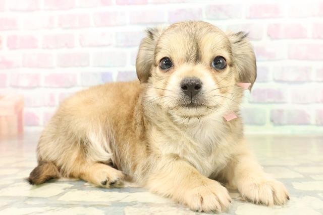 埼玉県のチワックス(チワワ×ダックス) (Coo&RIKU草加バイパス店/2025年11月14日生まれ/女の子/クリームセーブル)の子犬の3枚目の画像