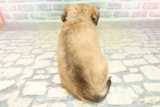 埼玉県のチワックス(チワワ×ダックス) (Coo&RIKU草加バイパス店/2025年11月14日生まれ/女の子/クリームセーブル)の子犬の4枚目の画像