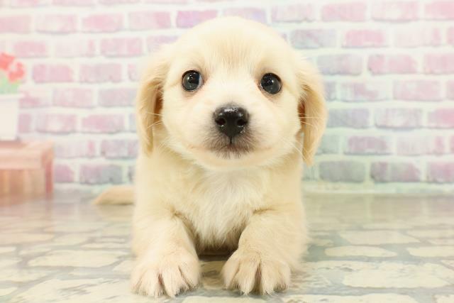 千葉県のチワックス(チワワ×ダックス) (Coo&RIKUフレスポ稲毛店/2025年11月14日生まれ/男の子/クリーム)の子犬の1枚目の画像