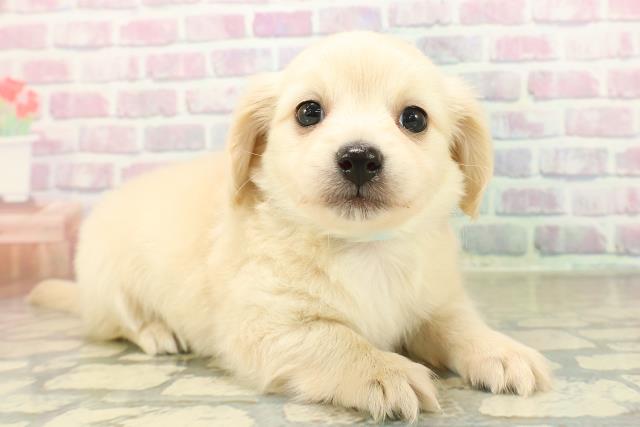 千葉県のチワックス(チワワ×ダックス) (Coo&RIKUフレスポ稲毛店/2025年11月14日生まれ/男の子/クリーム)の子犬の3枚目の画像