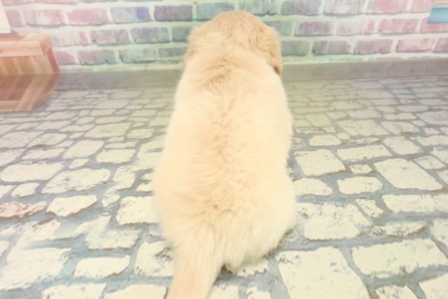 千葉県のチワックス(チワワ×ダックス) (Coo&RIKUフレスポ稲毛店/2025年11月14日生まれ/男の子/クリーム)の子犬の4枚目の画像