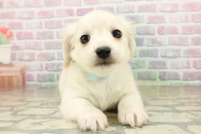 千葉県のチワックス(チワワ×ダックス) (Coo&RIKUアクロスモール新鎌ケ谷店/2025年11月14日生まれ/男の子/クリーム)の子犬の1枚目の画像