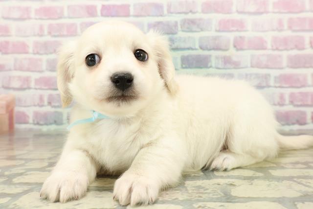 千葉県のチワックス(チワワ×ダックス) (Coo&RIKUアクロスモール新鎌ケ谷店/2025年11月14日生まれ/男の子/クリーム)の子犬の2枚目の画像