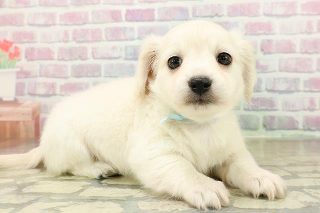 千葉県のチワックス(チワワ×ダックス) (Coo&RIKUアクロスモール新鎌ケ谷店/2025年11月14日生まれ/男の子/クリーム)の子犬の3枚目の画像