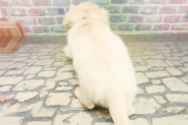 千葉県のチワックス(チワワ×ダックス) (Coo&RIKUアクロスモール新鎌ケ谷店/2025年11月14日生まれ/男の子/クリーム)の子犬の4枚目の画像