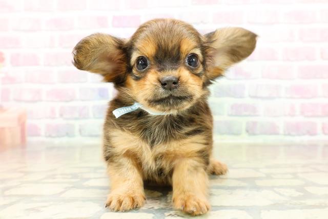 千葉県のチワックス(チワワ×ダックス) (Coo&RIKU若葉都賀店/2025年11月14日生まれ/男の子/レッド)の子犬の1枚目の画像