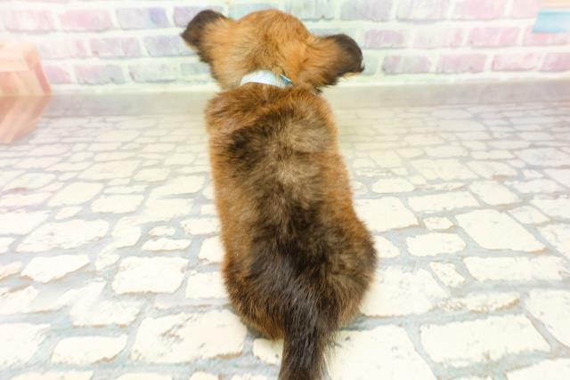 千葉県のチワックス(チワワ×ダックス) (Coo&RIKU若葉都賀店/2025年11月14日生まれ/男の子/レッド)の子犬の4枚目の画像