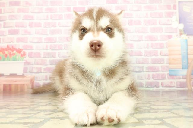 千葉県のシベリアンハスキー (Coo&RIKUアクロスモール新鎌ケ谷店/2025年11月17日生まれ/男の子/チョコレートホワイト)の子犬の1枚目の画像