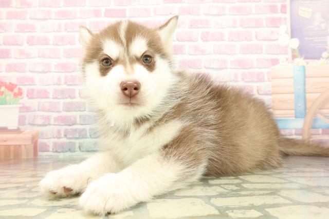 千葉県のシベリアンハスキー (Coo&RIKUアクロスモール新鎌ケ谷店/2025年11月17日生まれ/男の子/チョコレートホワイト)の子犬の2枚目の画像