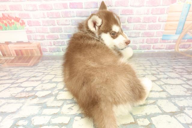 千葉県のシベリアンハスキー (Coo&RIKUアクロスモール新鎌ケ谷店/2025年11月17日生まれ/男の子/チョコレートホワイト)の子犬の4枚目の画像