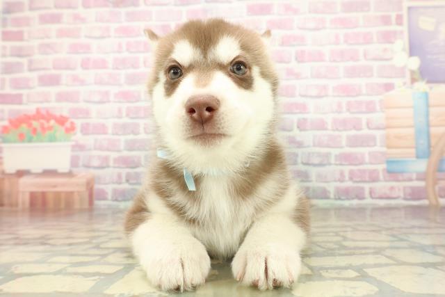 千葉県のシベリアンハスキー (Coo&RIKU南柏店/2025年11月17日生まれ/男の子/チョコレートホワイト)の子犬の1枚目の画像