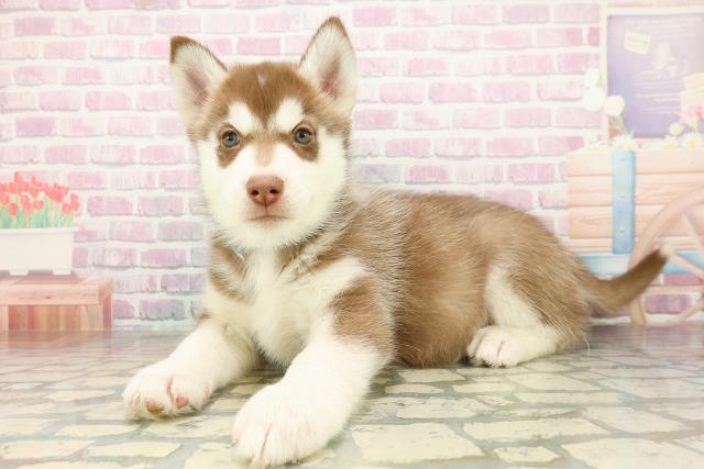 千葉県のシベリアンハスキー (Coo&RIKU南柏店/2025年11月17日生まれ/男の子/チョコレートホワイト)の子犬の2枚目の画像