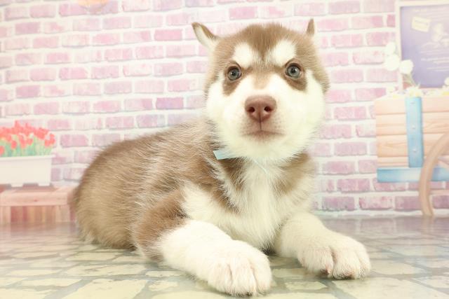 千葉県のシベリアンハスキー (Coo&RIKU南柏店/2025年11月17日生まれ/男の子/チョコレートホワイト)の子犬の3枚目の画像