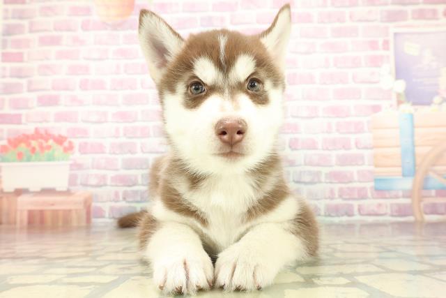 東京都のシベリアンハスキー (Coo&RIKU立川店/2025年11月17日生まれ/男の子/チョコレートホワイト)の子犬の1枚目の画像