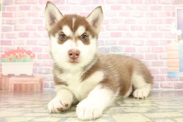 東京都のシベリアンハスキー (Coo&RIKU立川店/2025年11月17日生まれ/男の子/チョコレートホワイト)の子犬の2枚目の画像