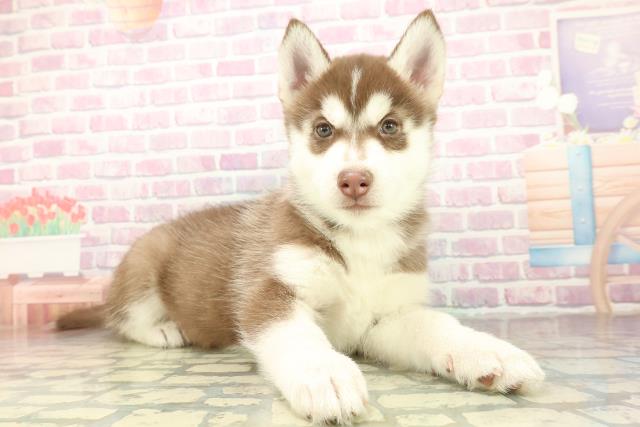 東京都のシベリアンハスキー (Coo&RIKU立川店/2025年11月17日生まれ/男の子/チョコレートホワイト)の子犬の3枚目の画像