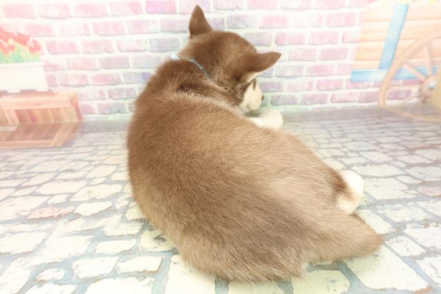 東京都のシベリアンハスキー (Coo&RIKU立川店/2025年11月17日生まれ/男の子/チョコレートホワイト)の子犬の4枚目の画像