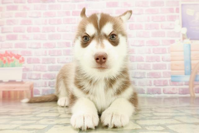 栃木県のシベリアンハスキー (Coo&RIKUFKDインターパーク店/2025年11月17日生まれ/女の子/チョコレートホワイト)の子犬の1枚目の画像