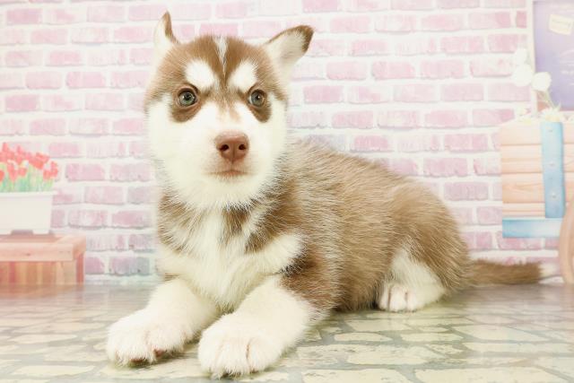 栃木県のシベリアンハスキー (Coo&RIKUFKDインターパーク店/2025年11月17日生まれ/女の子/チョコレートホワイト)の子犬の2枚目の画像