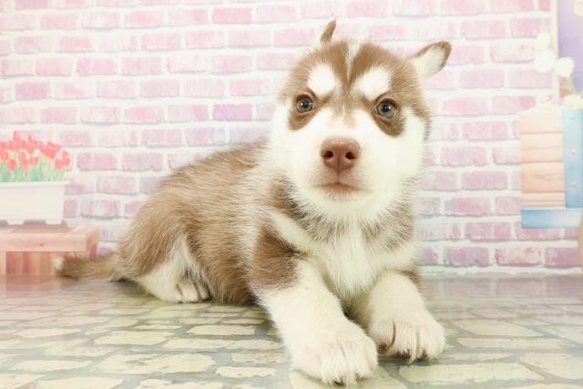 栃木県のシベリアンハスキー (Coo&RIKUFKDインターパーク店/2025年11月17日生まれ/女の子/チョコレートホワイト)の子犬の3枚目の画像