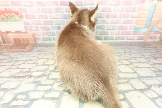 栃木県のシベリアンハスキー (Coo&RIKUFKDインターパーク店/2025年11月17日生まれ/女の子/チョコレートホワイト)の子犬の4枚目の画像