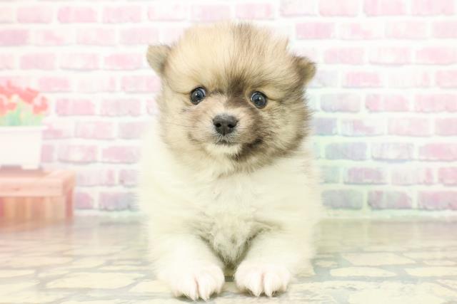 新潟県のポメラニアン (Coo&RIKU長岡店/2025年11月15日生まれ/男の子/パーティーカラー)の子犬の1枚目の画像