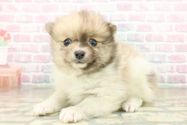 新潟県のポメラニアン (Coo&RIKU長岡店/2025年11月15日生まれ/男の子/パーティーカラー)の子犬の2枚目の画像