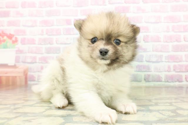 新潟県のポメラニアン (Coo&RIKU長岡店/2025年11月15日生まれ/男の子/パーティーカラー)の子犬の3枚目の画像