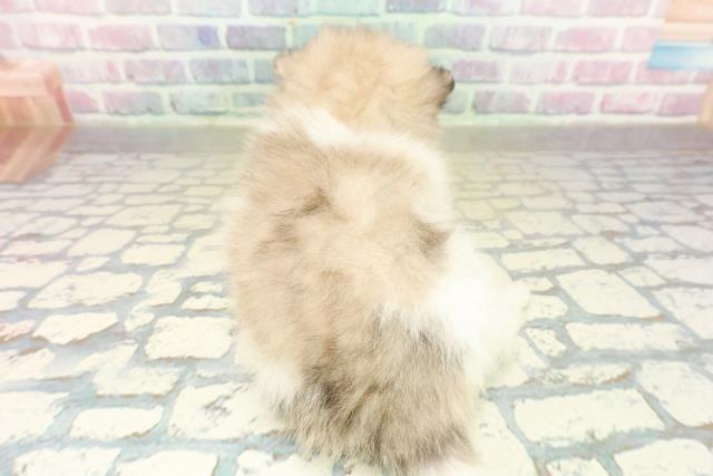 新潟県のポメラニアン (Coo&RIKU長岡店/2025年11月15日生まれ/男の子/パーティーカラー)の子犬の4枚目の画像
