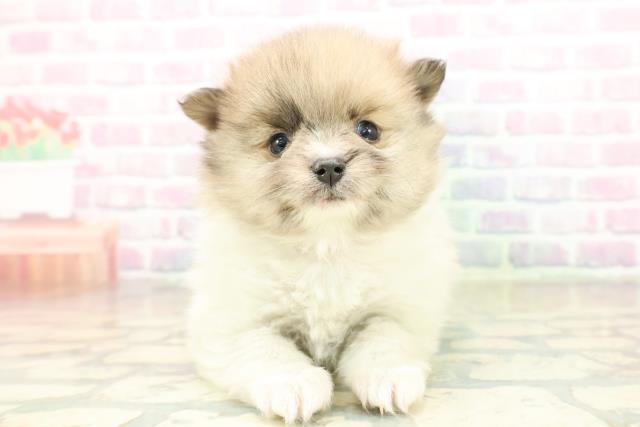 神奈川県のポメラニアン (Coo&RIKU長津田店/2025年11月15日生まれ/女の子/パーティーカラー)の子犬の1枚目の画像