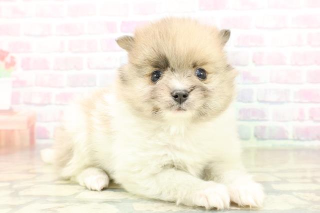 神奈川県のポメラニアン (Coo&RIKU長津田店/2025年11月15日生まれ/女の子/パーティーカラー)の子犬の3枚目の画像