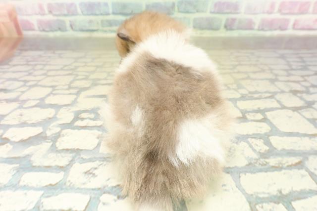 神奈川県のポメラニアン (Coo&RIKU長津田店/2025年11月15日生まれ/女の子/パーティーカラー)の子犬の4枚目の画像