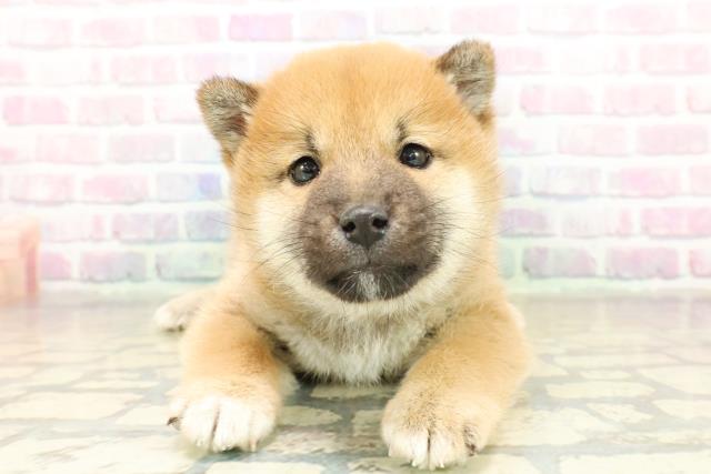 群馬県の柴犬(標準サイズ) (Coo&RIKU藤岡店/2025年11月18日生まれ/男の子/赤)の子犬の1枚目の画像