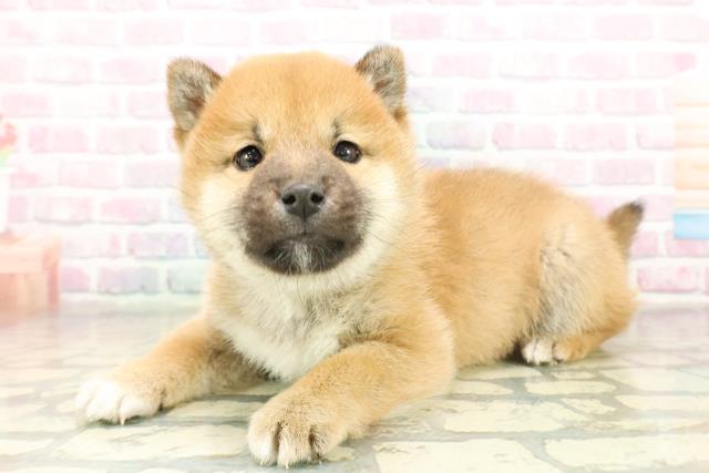 群馬県の柴犬(標準サイズ) (Coo&RIKU藤岡店/2025年11月18日生まれ/男の子/赤)の子犬の2枚目の画像