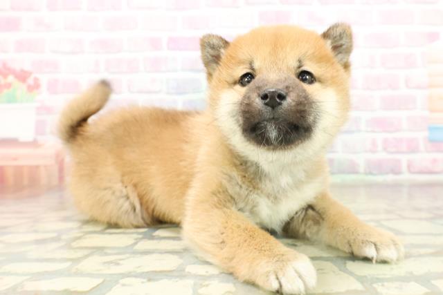 群馬県の柴犬(標準サイズ) (Coo&RIKU藤岡店/2025年11月18日生まれ/男の子/赤)の子犬の3枚目の画像