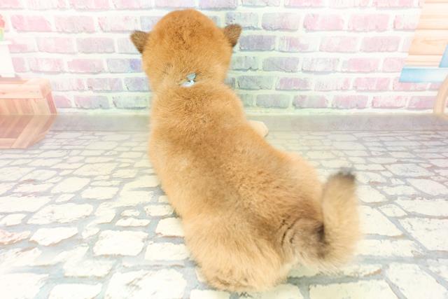 群馬県の柴犬(標準サイズ) (Coo&RIKU藤岡店/2025年11月18日生まれ/男の子/赤)の子犬の4枚目の画像