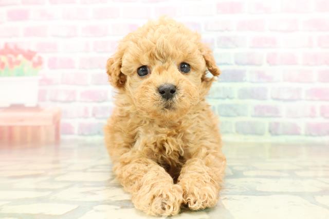 沖縄県のトイプードル(トイ) (Coo&RIKUイーアス沖縄豊崎店/2025年11月17日生まれ/男の子/オレンジフォーン)の子犬の1枚目の画像