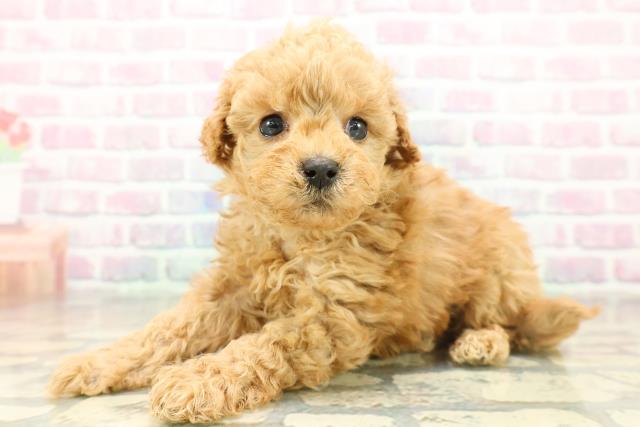 沖縄県のトイプードル(トイ) (Coo&RIKUイーアス沖縄豊崎店/2025年11月17日生まれ/男の子/オレンジフォーン)の子犬の2枚目の画像