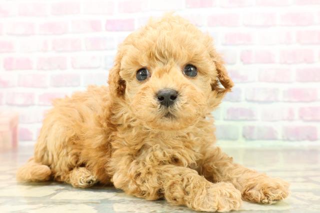 沖縄県のトイプードル(トイ) (Coo&RIKUイーアス沖縄豊崎店/2025年11月17日生まれ/男の子/オレンジフォーン)の子犬の3枚目の画像