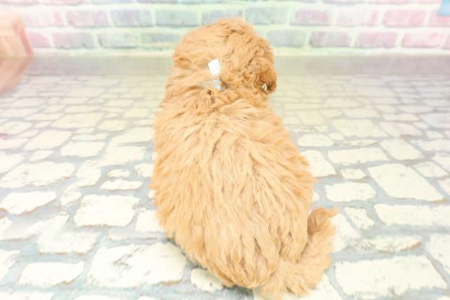 沖縄県のトイプードル(トイ) (Coo&RIKUイーアス沖縄豊崎店/2025年11月17日生まれ/男の子/オレンジフォーン)の子犬の4枚目の画像