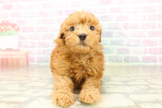 沖縄県のトイプードル(トイ) (Coo&RIKU沖縄浦添店/2025年11月17日生まれ/男の子/レッドフォーン)の子犬の1枚目の画像