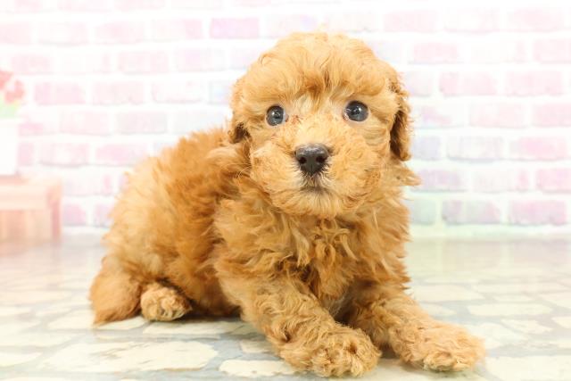 沖縄県のトイプードル(トイ) (Coo&RIKU沖縄浦添店/2025年11月17日生まれ/男の子/レッドフォーン)の子犬の3枚目の画像