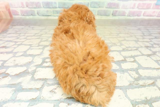 沖縄県のトイプードル(トイ) (Coo&RIKU沖縄浦添店/2025年11月17日生まれ/男の子/レッドフォーン)の子犬の4枚目の画像